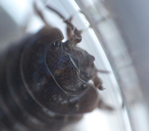 Armadillidium sp.